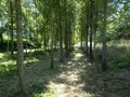 Terrains de loisirs bois etangs a vendre Poilley 35420 Ille-et-Vilaine 35 14840 euros 036/689 001