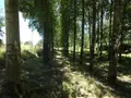 Terrains de loisirs bois etangs a vendre Poilley 35420 Ille-et-Vilaine 35 14840 euros 036/689 004