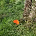 Terrain a batir a vendre Saint-Privé 71390 Saône-et-Loire 71 40000 euros 1379205/478 004