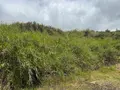Terrain a batir a vendre La Plaine-des-Palmistes 97431 La Réunion 974 233600 euros 97405/96 002