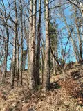Terrains de loisirs bois etangs a vendre Saint-Fraimbault-de-Prières 53300 Mayenne 53 2500 euros 53075DLS23011 003