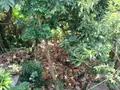 Maison a vendre Le Robert 97231 Martinique 972 3 pièces 77000 euros 92 023