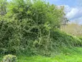 Terrains de loisirs bois etangs a vendre Saint-Senier-de-Beuvron 50240 Manche 50 6300 euros 12541/2174 002