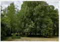 Terrains de loisirs bois etangs a vendre Raye-sur-Authie 62140 Pas-de-Calais 62 65000 euros 62140-850 003