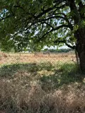 Terrain a batir a vendre Thilouze 37260 Indre-et-Loire 37 728 m2 84700 euros 054/133 001
