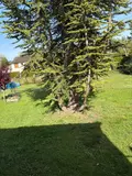 Maison a vendre Levroux 36110 Indre 36 96 m2 4 pièces 121900 euros 36019/806 020