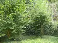 Maison a vendre Dinan 22100 Côtes-d'Armor 22 90 m2 6 pièces 218190 euros 037/945 020