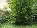 Maison a vendre Dinan 22100 Côtes-d'Armor 22 90 m2 6 pièces 218190 euros 037/945 021