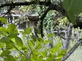 Terrains de loisirs bois etangs a vendre Saint-Amand-Montrond 18200 Cher 18 9000 euros 18022/824 003