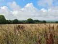 Bien agricole a vendre Villaines-la-Juhel 53700 Mayenne 53 95111 euros 1375 020