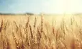 Bien agricole a vendre Diors 36130 Indre 36 473244 euros 11807/458 001