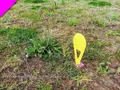 Terrain a batir a vendre Le Vivier-sur-Mer 35960 Ille-et-Vilaine 35 260 m2 41500 euros 091-686 001