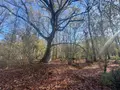 Terrains de loisirs bois etangs a vendre La Ferté-Imbault 41300 Loir-et-Cher 41 263500 euros 044/2044 001