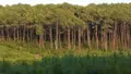 Terrains de loisirs bois etangs a vendre Cauvignac 33690 Gironde 33 42400 euros 33062-23 (lot 2) 001