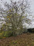 Location maison Saint-Aubin-du-Désert 53700 Mayenne 53 76 m2 6 pièces 490 euros 1384 028