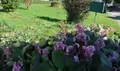 Maison a vendre Montauban-de-Bretagne 35360 Ille-et-Vilaine 35 118 m2 5 pièces 223544 euros 050/130 002