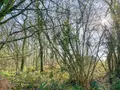 Terrains de loisirs bois etangs a vendre Hédé-Bazouges 35630 Ille-et-Vilaine 35 8500 euros 020/640 001