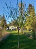 Terrains de loisirs bois etangs a vendre Luzillé 37150 Indre-et-Loire 37 78100 euros 11893/504 006
