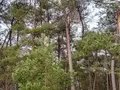 Terrains de loisirs bois etangs a vendre Cournon 56200 Morbihan 56 30000 euros 009/1356 002