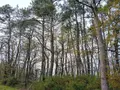 Terrains de loisirs bois etangs a vendre Cournon 56200 Morbihan 56 30000 euros 009/1356 003