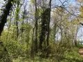 Terrains de loisirs bois etangs a vendre Vouneuil-sur-Vienne 86210 Vienne 86 9000 euros 86024-TEBE2453 004