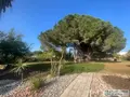 Maison a vendre Perpignan 66000 Pyrénées-Orientales 66 275 m2 6 pièces 820000 euros 66018/2025/06/6-VI 010