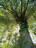 Terrains de loisirs bois etangs a vendre Villaines-la-Juhel 53700 Mayenne 53 31800 euros 1395 006