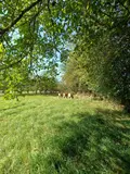 Terrains de loisirs bois etangs a vendre Villaines-la-Juhel 53700 Mayenne 53 31800 euros 1395 015