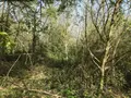 Terrains de loisirs bois etangs a vendre Lombron 72450 Sarthe 72 13200 euros 079/2029 003