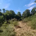 Terrains de loisirs bois etangs a vendre Chappes 10260 Aube 10 23500 euros 1036102/5974 006