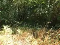 Terrains de loisirs bois etangs a vendre Bonnétable 72110 Sarthe 72 6200 euros 079/2044 001