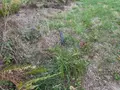 Terrain a batir a vendre Ergué-Gabéric 29500 Finistère 29 96640 euros 29005-56 006