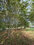Terrains de loisirs bois etangs a vendre Villaines-la-Juhel 53700 Mayenne 53 24380 euros 1414 040