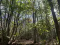Terrains de loisirs bois etangs a vendre Hambers 53160 Mayenne 53 5320 euros 12703/3818 001