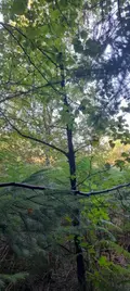 Terrains de loisirs bois etangs a vendre Trégarvan 29560 Finistère 29 18000 euros 29060-8 005