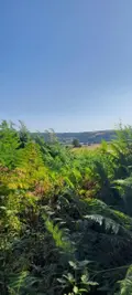 Terrains de loisirs bois etangs a vendre Trégarvan 29560 Finistère 29 18000 euros 29060-8 006