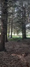 Terrains de loisirs bois etangs a vendre Trégarvan 29560 Finistère 29 18000 euros 29060-8 007