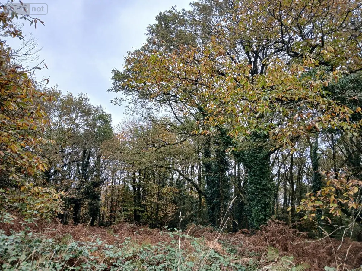 Terrains de loisirs bois etangs a vendre Allaire 56350 Morbihan 56 7500 euros 56084-354 001