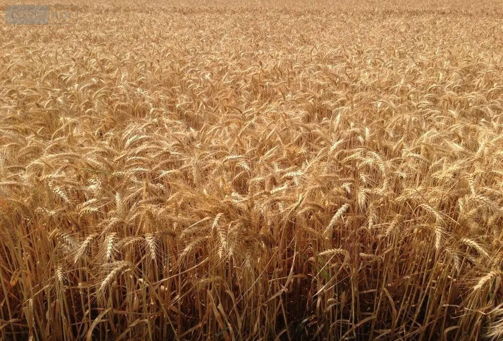 Bien agricole a vendre Levroux 36110 Indre 36 1808200 euros 021/1554 001