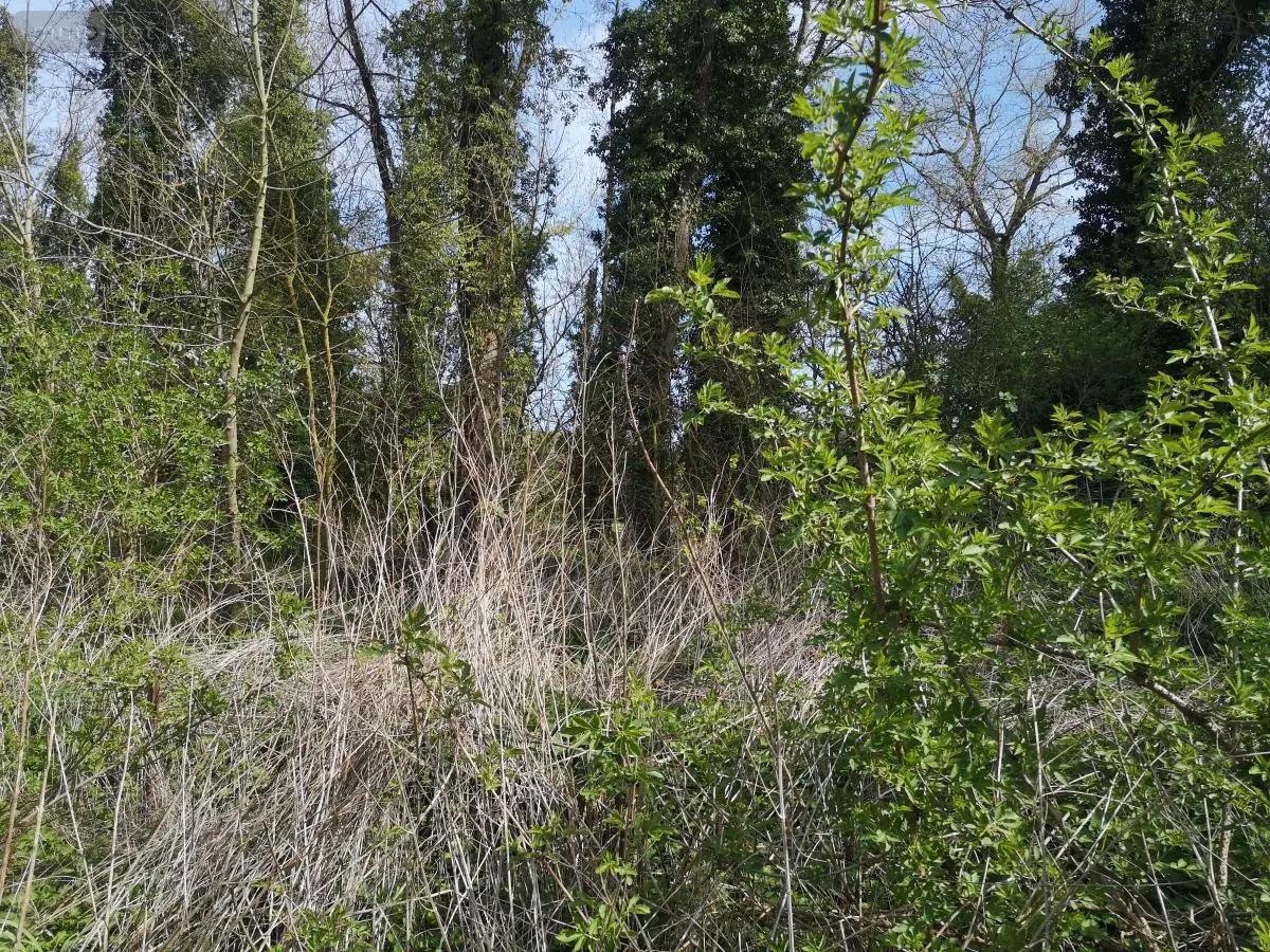 Terrains de loisirs bois etangs a vendre Thun-Saint-Martin 59141 Nord 59 4700 euros 59084-1559 001
