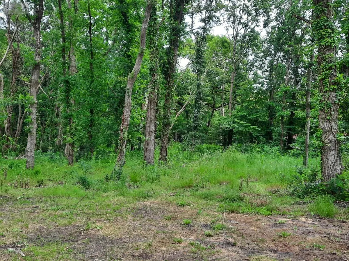 Terrain a batir a vendre Soullans 85300 Vendée 85 106600 euros 85091-5099 001