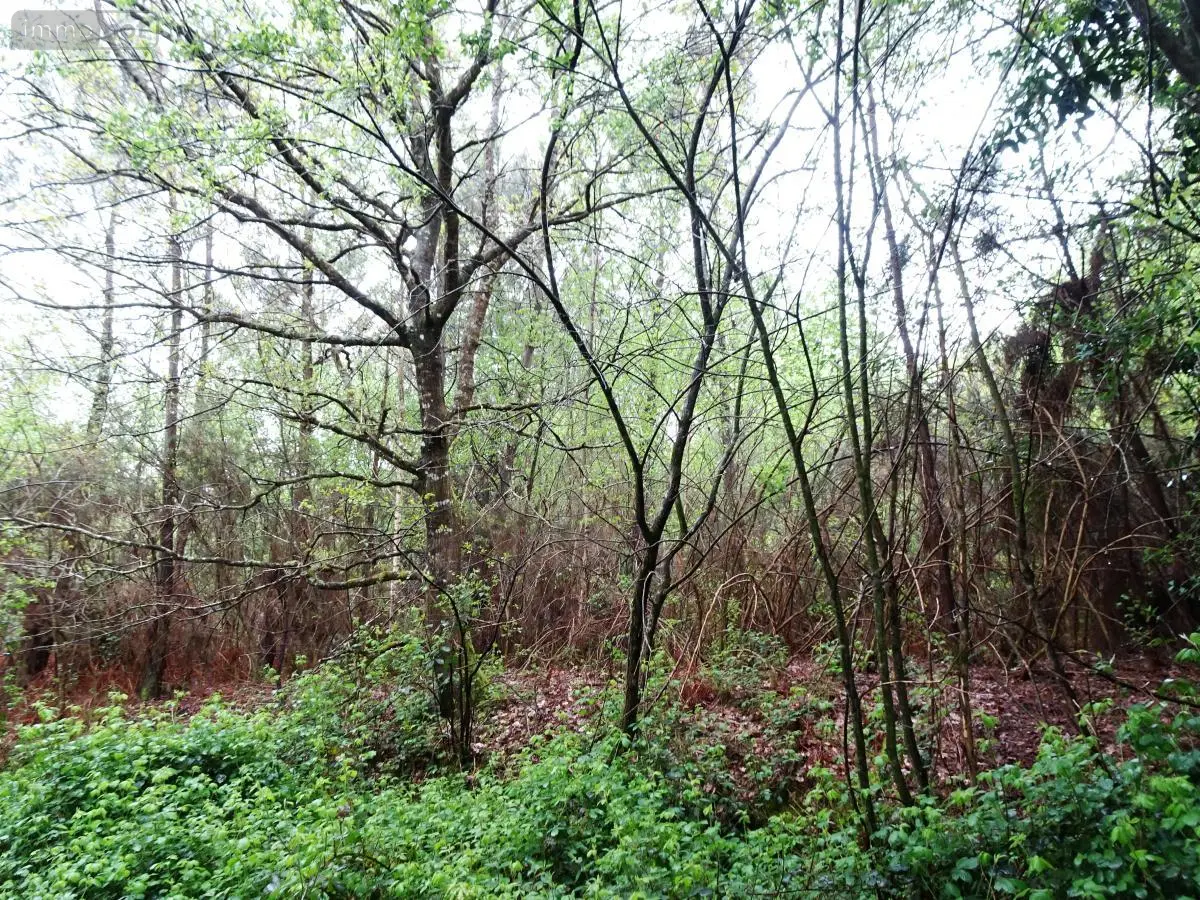 Terrains de loisirs bois etangs a vendre Saint-Marcel 56140 Morbihan 56 9400 euros 56049-830 001