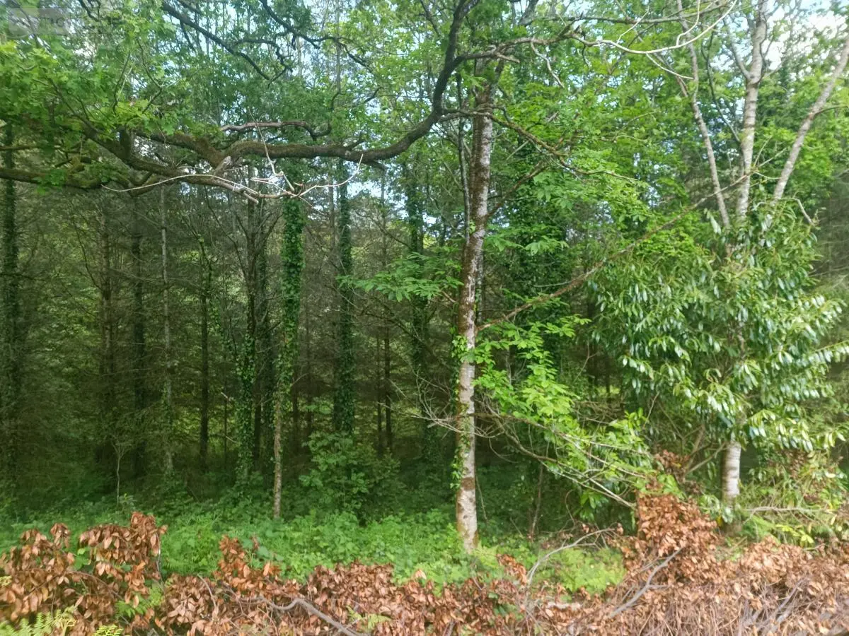 Terrains de loisirs bois etangs a vendre Malguénac 56300 Morbihan 56 6400 euros 56062-2019 001