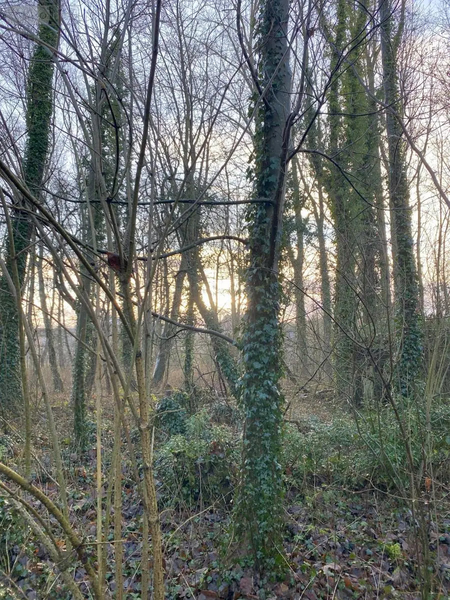 Terrains de loisirs bois etangs a vendre Aubigny-en-Artois 62690 Pas-de-Calais 62 21200 euros 62114-773 001