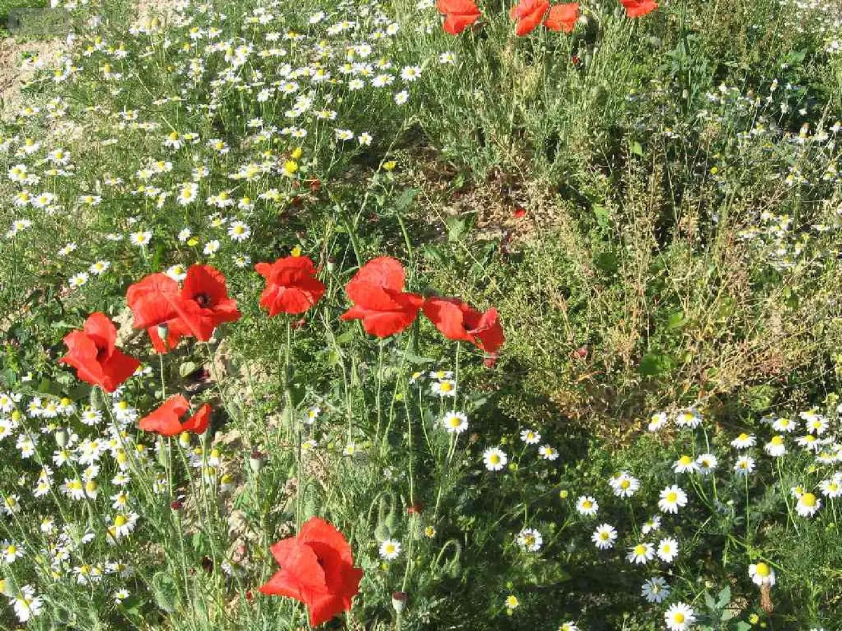Terrain a batir a vendre Plouguernével 22110 Côtes-d'Armor 22 5791 euros 22075-TB00559 001