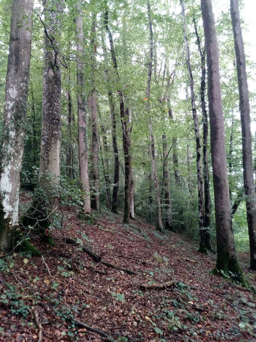 Terrains de loisirs bois etangs a vendre Saint-Thomas-de-Courceriers 53160 Mayenne 53 2700 euros 925 001