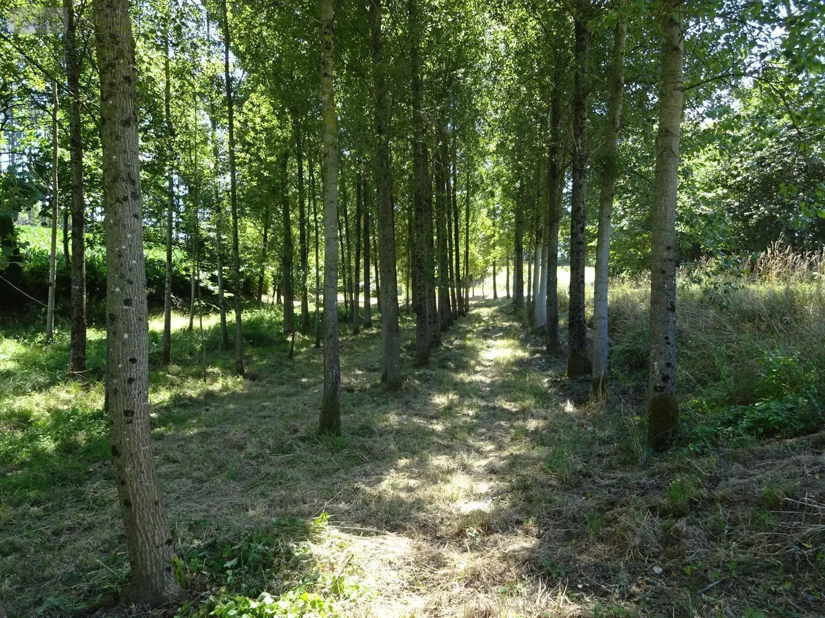 Terrains de loisirs bois etangs a vendre Poilley 35420 Ille-et-Vilaine 35 14840 euros 036/689 001