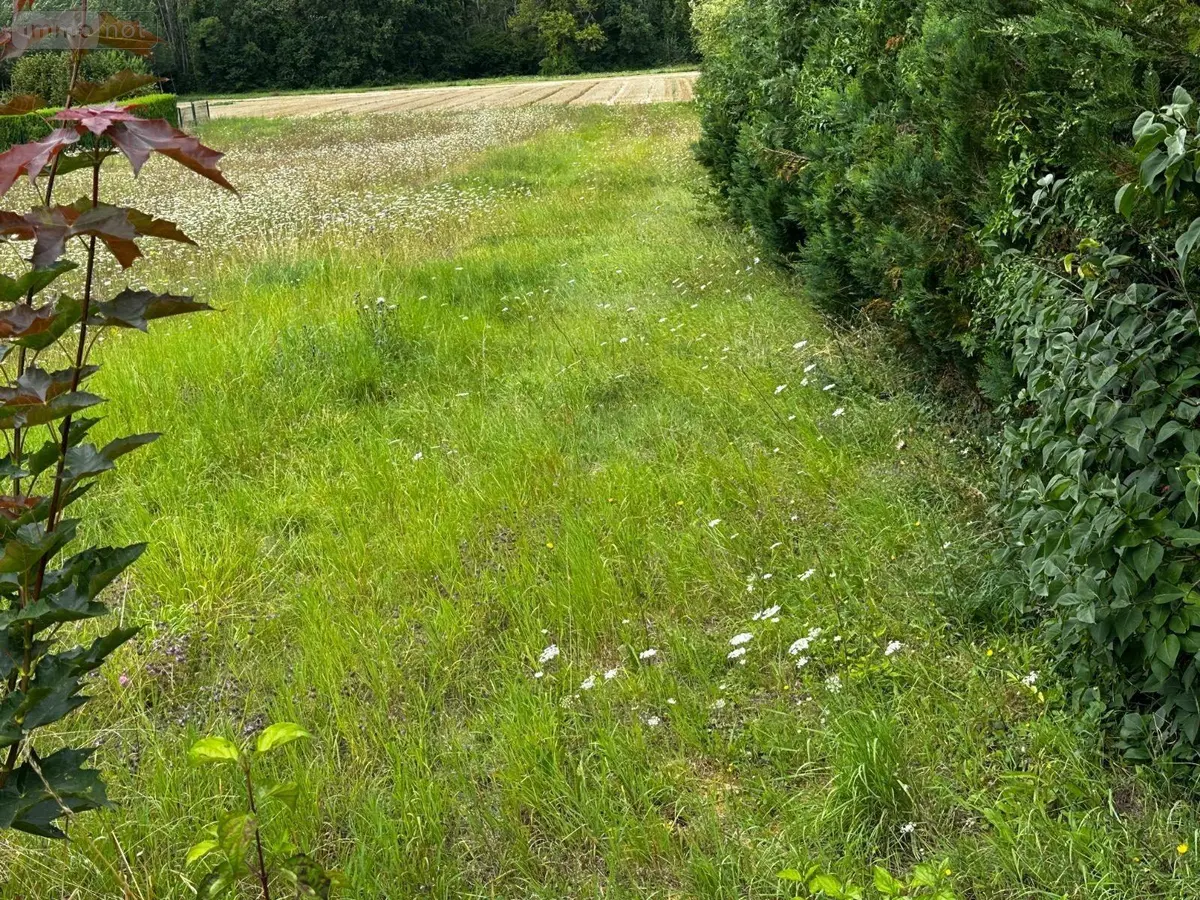 Terrain a batir a vendre Champlay 89300 Yonne 89 27000 euros TAB 230001 001