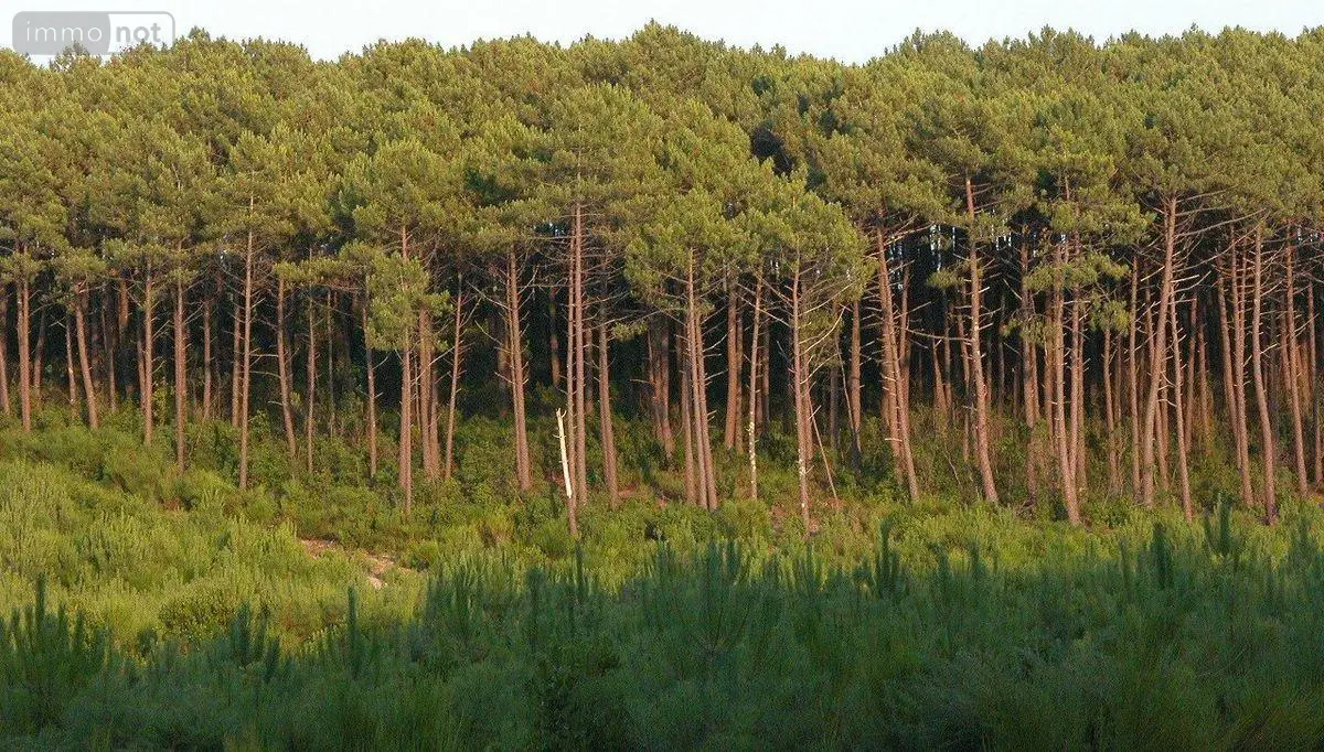 Terrains de loisirs bois etangs a vendre Cauvignac 33690 Gironde 33 42400 euros 33062-23 (lot 2) 001