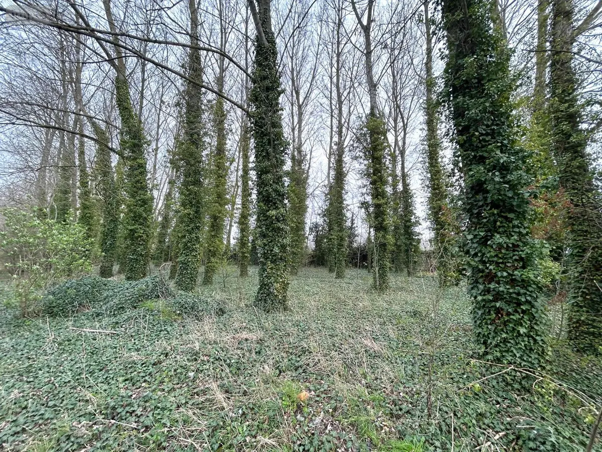 Terrains de loisirs bois etangs a vendre Looberghe 59630 Nord 59 17500 euros H02216 001